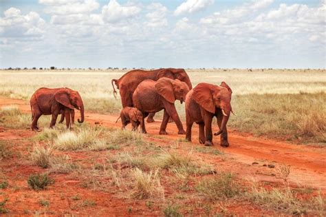 Premium Photo Group Of African Bush Elephants Loxodonta Africana