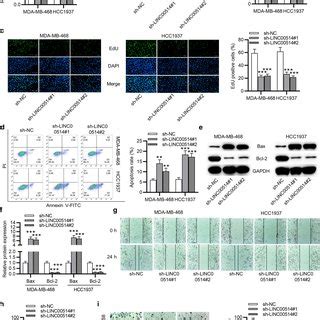 Linc Knockdown Played Inhibitory Role In Tnbc Cell Growth And