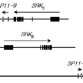 Genomic Organization Of The Slg Srk Region Of The S Locus Of B