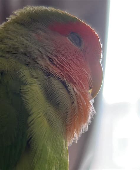 Heavenly Floof Rparrots