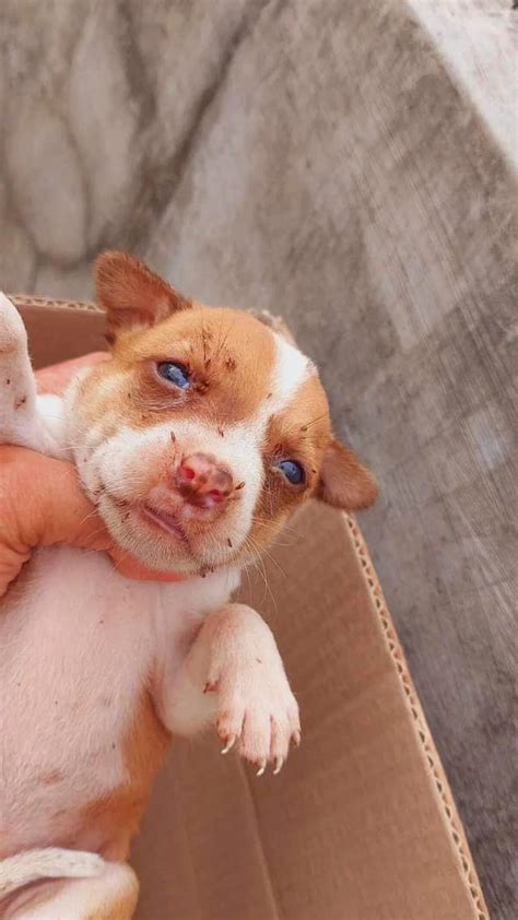 Cómo Nueve Cachorros Escaparon De Las Garras De La Muerte Tras Ser Abandonados En Una Caja Infobae