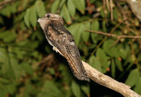 Nightbird (Caprimulgiformes) Photo Gallery | Wildlife Journal Junior