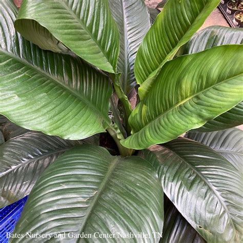 6p Spathiphyllum Sensation Peace Lily Tropical