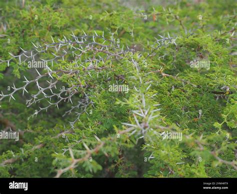 Twisted Acacia Vachellia Tortuosa Stock Photo Alamy