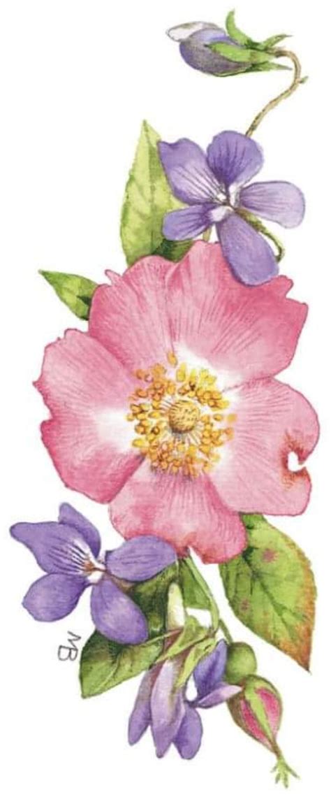 Violets And Rose By Marjolein Bastin In 2024 Watercolor Paintings