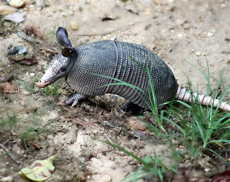 Armadillos in Texas. Your questions answered. — Cindy Heath