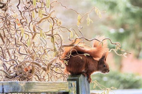 Eichhörnchen Kobel selber bauen ausstatten und sinnvoll platzieren