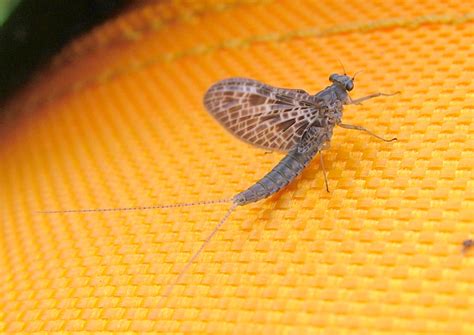 Mayfly IDentification | Washington Fly Fishing Forum