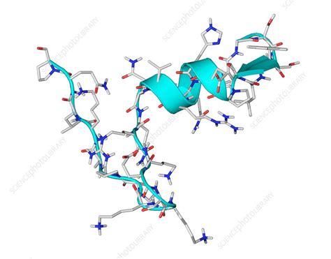 Ghrelin Hormone Molecule Stock Image C0032952 Science Photo Library