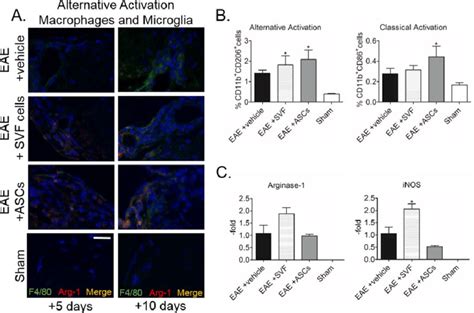 Stromal Vascular Fraction Svf Cells And Adipose Derived Stem Cells