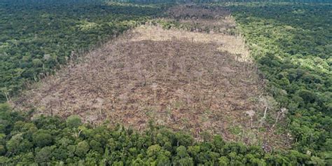 Deforestation Drove Massive Amazon Rainforest Fires Of Purdue