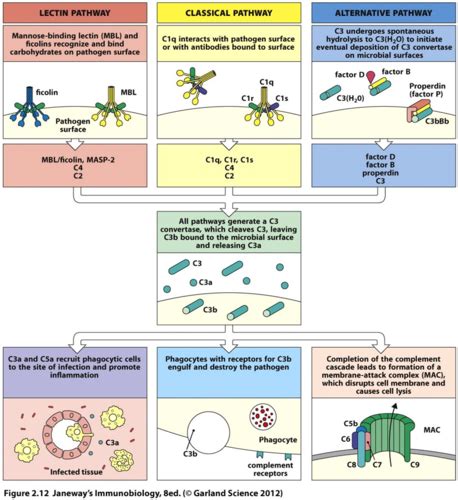 L Immunodeficiency And Hypersensitivity Flashcards Quizlet