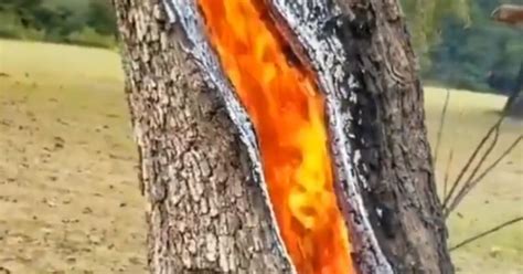 Tree Burning Inside Another Anomaly Of Nature Tree Struck By Lightning Burns From The Inside