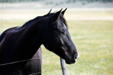 Best Wire Fencing for Horses (Types, Benefits, Tips, etc.) - Horse Rookie