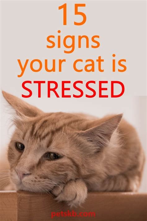 Signs Your Cat Is Stressed Lexiekruwabbott