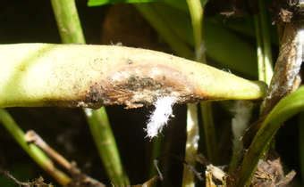 Sintomas De Mofo Branco Sclerotinia Sclerotiorum Em Legumes De Feij O