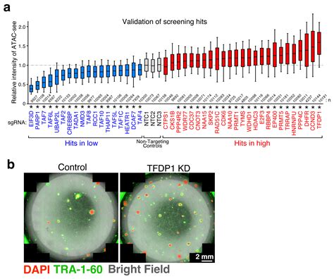 Chromatin Accessibility A New Avenue For Gene Editing Kanazawa