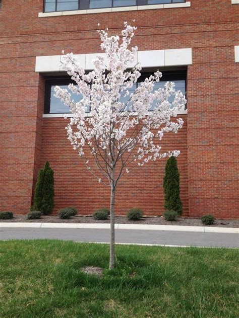 Yoshino Flowering Cherry Boyd Nursery Company