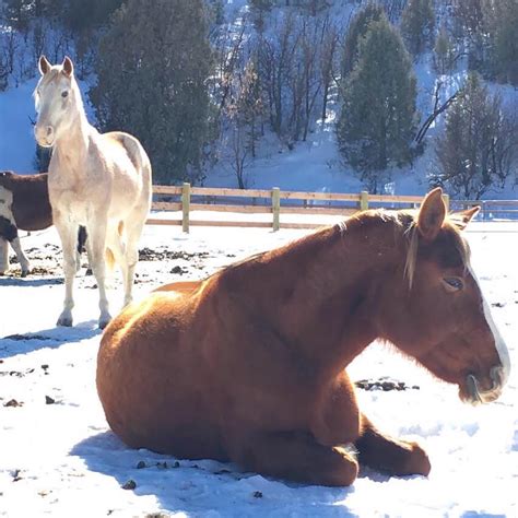 Sun, Snow, Snoozing – Best Horse Practices