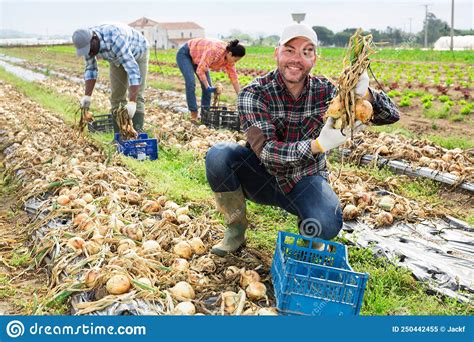 Positive Man Farmer Harvesting Onion On Field Stock Image Image Of