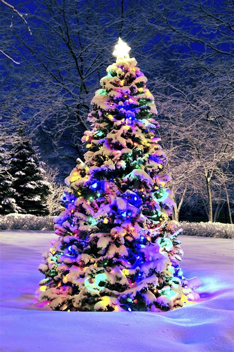 20+ Lit Christmas Tree In The Snow