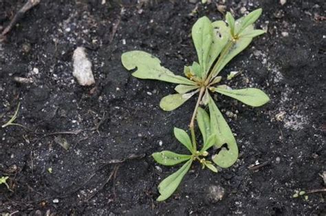 Carpetweed - Everglades Research and Education Center - University of ...