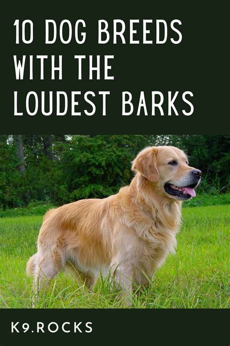 10 Dog Breeds With The Loudest Barks Artofit