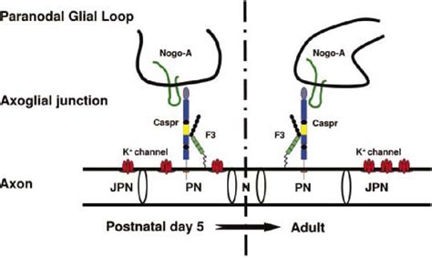 The Interaction Between Nogo A And Caspr At The Paranodes May Play A