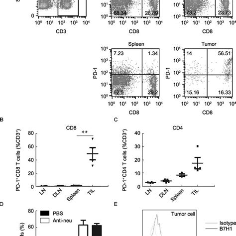 Tumor Infiltrating T Cells Express High Level Of Pd Balb C Mice Were