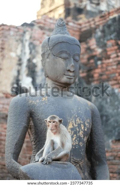 Monkey Temple Monkeys Encountered Ruins Lopburi Stock Photo 2377347735