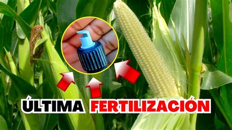 🌽 Última FertilizaciÓn Del MaÍz Fertilización Para El Llenado De