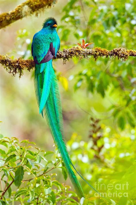 Resplendent Quetzal By Bg Thomson Quetzal Thomson Photographer