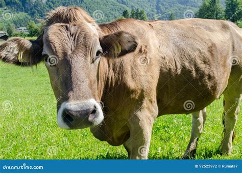 A Brown Swiss Cross Guernsey Dairy Cow Stock Photography | CartoonDealer.com #36098258