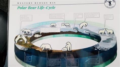 Polar Bear Life Cycle