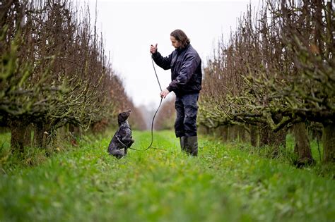 Gekweekte Plofhommels Helpen Nederlands Fruit Overleven Maar Tegen