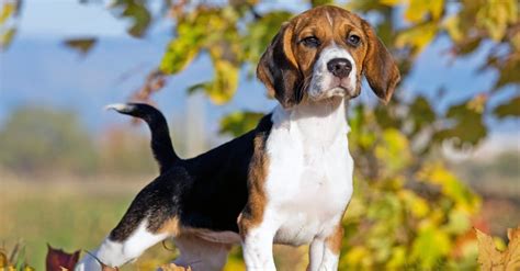 Beagle Dog Breed Complete Guide | AZ Animals