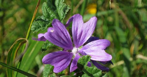 Découverte Des Plantes Sauvages Comestibles Et Médicinales Clermont l