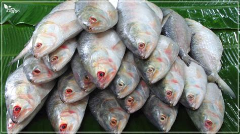 bangladeser jnpriz mach oo egulo cenar shj upaz binifood