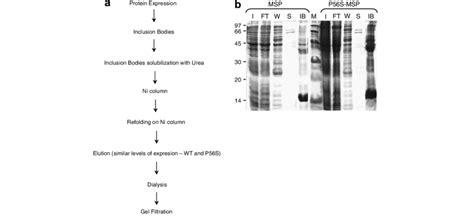 A Scheme Of Protein Expression And Purification Utilized For Both Download Scientific Diagram