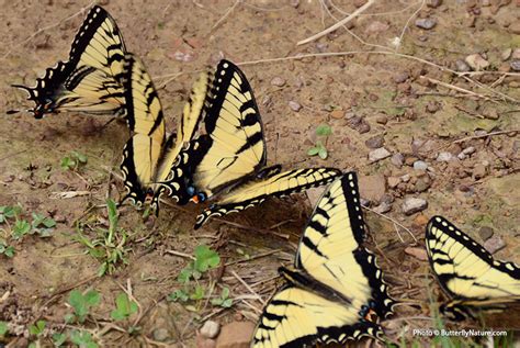 DIY Butterfly Puddler Garden Gate