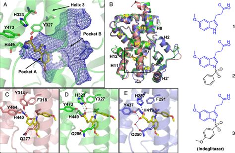 Discovery And Structural Characterization Of Indeglitazar A Crystal