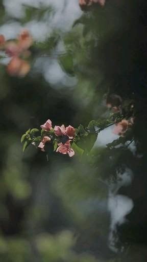 Pin By On Flowers Field Of Flowers Video Fall Landscape