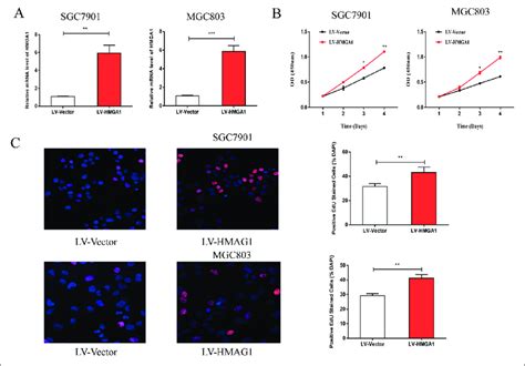 Overexpression Of Hmga Enhances The Proliferation Ability Of Gc Cells