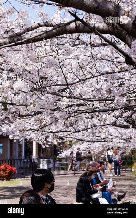 Cherry blossoms in full bloom are seen in Kyoto on March 29, 2023 ...