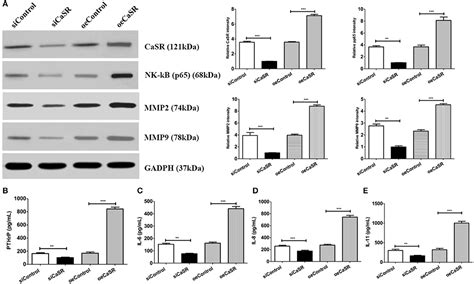 Frontiers Casr Induces Osteoclast Differentiation And Promotes Bone