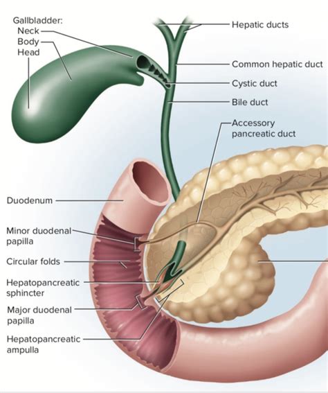 Solved Describe The Function Of The Hepatopancreatic Duct Include