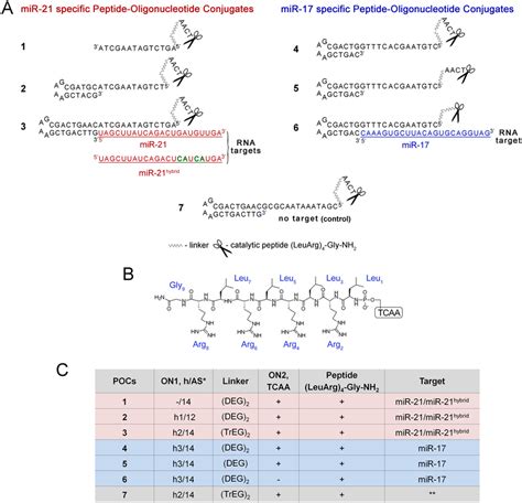 The Structure Of Anti Mirna Peptide Oligonucleotide Conjugates Pocs