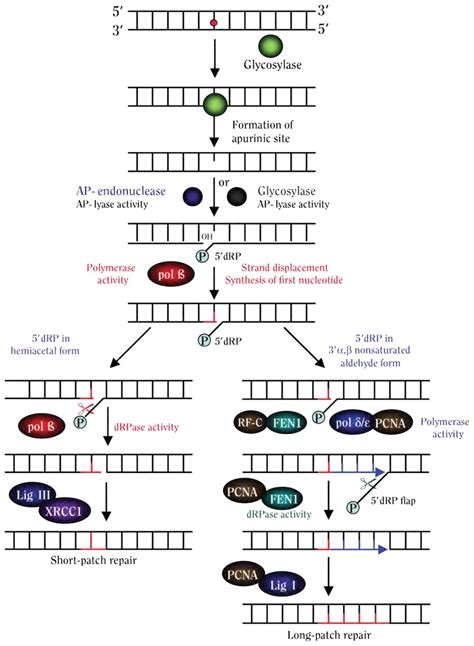 Figure Mechanism Of Base Excision Repair How Tobacco Smoke