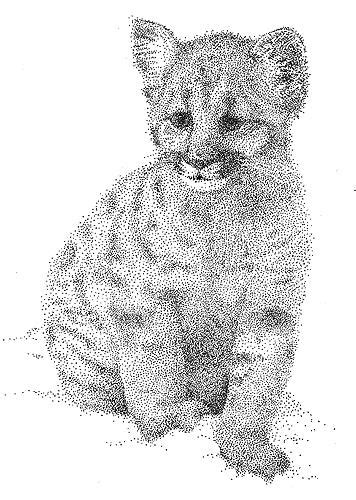 Snow Leopard Cub By Troyart On Deviantart