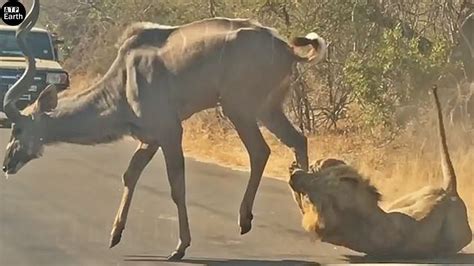 Antelope Fight Lion For Live Youtube